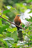 Raffles's Malkoha